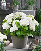 Hydrangea macrophylla Forever and Ever white