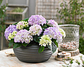 Hydrangea Tabletensia® purple