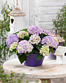 Hydrangea Tabletensia® purple