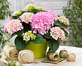 Hydrangea Tabletensia® pink