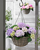 Hydrangea 'Tabletensia' ® purple