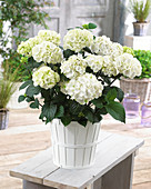 Hydrangea macrophylla Black Steel 'White Ball' ®