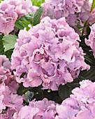 Hydrangea Spike ® 'Pink'