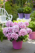 Hydrangea Spike ® Pink