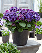 Hydrangea macrophylla Deep Purple ®