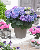 Hydrangea blue