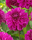 Dahlia Cartouche