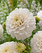 Dahlia White Renova