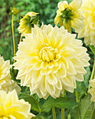 Dahlia 'Alva’s Supreme'