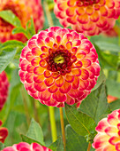 Dahlia Alamo