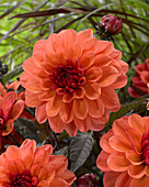 Dahlia Dela 75 ®