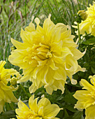 Dahlia Blondee