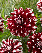 Dahlia X Factor