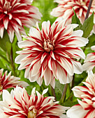 Dahlia Catching Fire