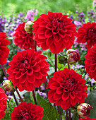 Dahlia Red Cap