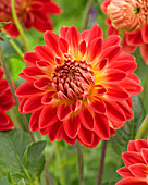 Dahlia 'HVE 35-13'