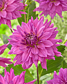 Dahlia Purple Eleanor