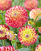 Dahlia Jowey Arenda