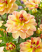 Dahlia 'Garden Time'