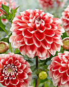 Dahlia Seniors Happiness