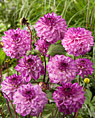 Dahlia Seniors Purple