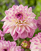 Dahlia HVE 13-13