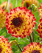 Dahlia Seniors Flame