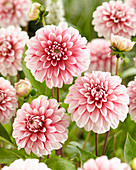 Dahlia Strawberry Cream