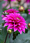 Dahlia 'LaBella' ® 'Maggiore Deep Rose'