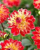 Dahlia Sights of Summer