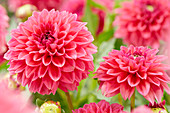 Dahlia Isa Candy