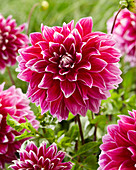 Dahlia 'Uncle B'