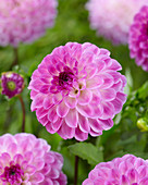 Dahlia Precious