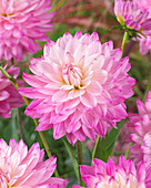 Dahlia Miracle Princess