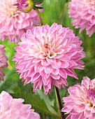 Dahlia Noas Ippenburg