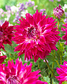 Dahlia Fantaste du Cape