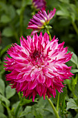 Dahlia Fantaste du Cape