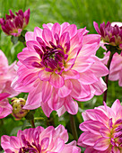 Dahlia Sincerity (VDA226) ®