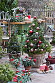 Zuckerhutfichte als Weihnachtsbaum mit Kugeln und Lichterkette geschmückt