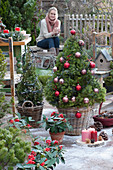 Zuckerhutfichte als Weihnachtsbaum mit Kugeln und Lichterkette geschmückt