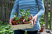 A woman carrying celeriac seedlings in terracotta pots