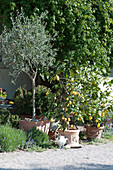 Olive tree and lemon trees in terracotta pots on the terrace, cat