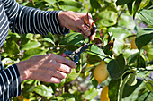 Frau kürzt junge Triebe von Zitronenbaum ein