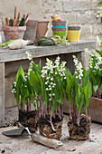 Lilies of the valley potted on a potting table