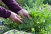 Woman harvests arugula in the herb garden