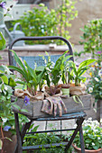 Box of lilies of the valley in pots on a chair