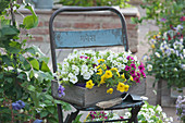 Petunias 'White' 'Golden Yellow' 'Magenta' in a wooden box on a chair