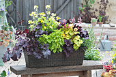 Basket box with coral bells, the wallflower, 'Moon Improved' and feverfew