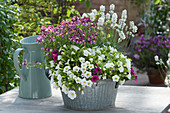 Zinc bowl with petunias, 'Boysenberry' Fairy Kisses, and white lavender
