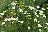 Spring daisies in the bed